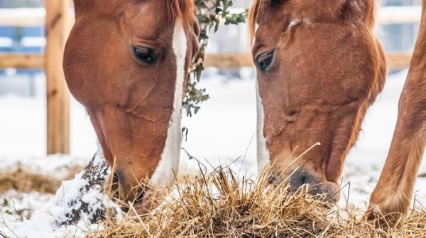 Hur påverkas tarmfloran av ko-silage?