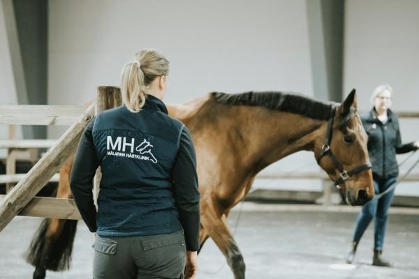 Ledinflammationer är vanligast på frambenen i hovleder och kotleder och på bakbenen i knäleder. Foto: Jenna Vainionpää