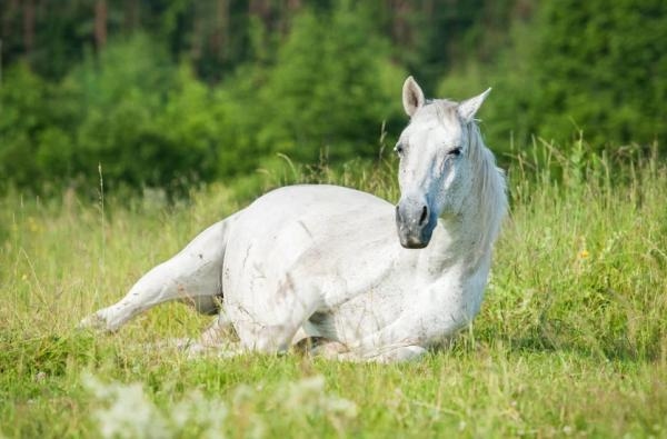 Vid utredning av sömnbrist kan en genomgång av hästens miljö och potentiella smärtor ofta vara en bra startpunkt. Foto: Adobe Stock