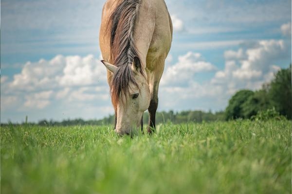 Bilden har inget med händelsen att göra. Foto AdobeStock