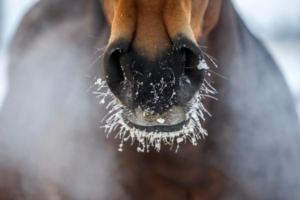 Foto: Adobe Stock 