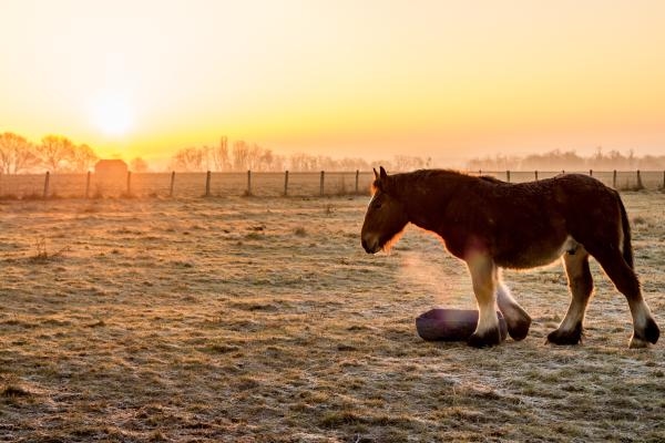 Arkivfoto: Adobe Stock