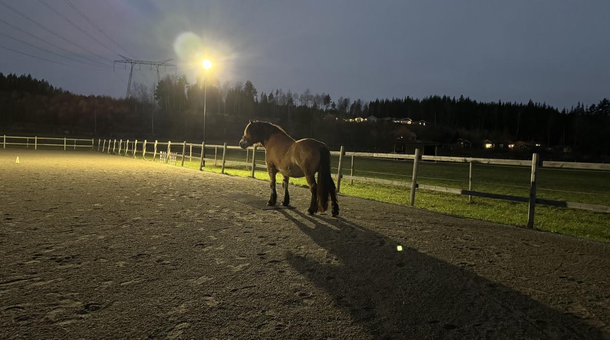 Hästvälfärd och hundsport