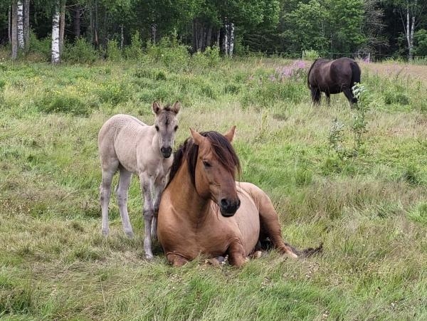 Möt Basjkiren – en allergivänlig häst med lugnt lynne