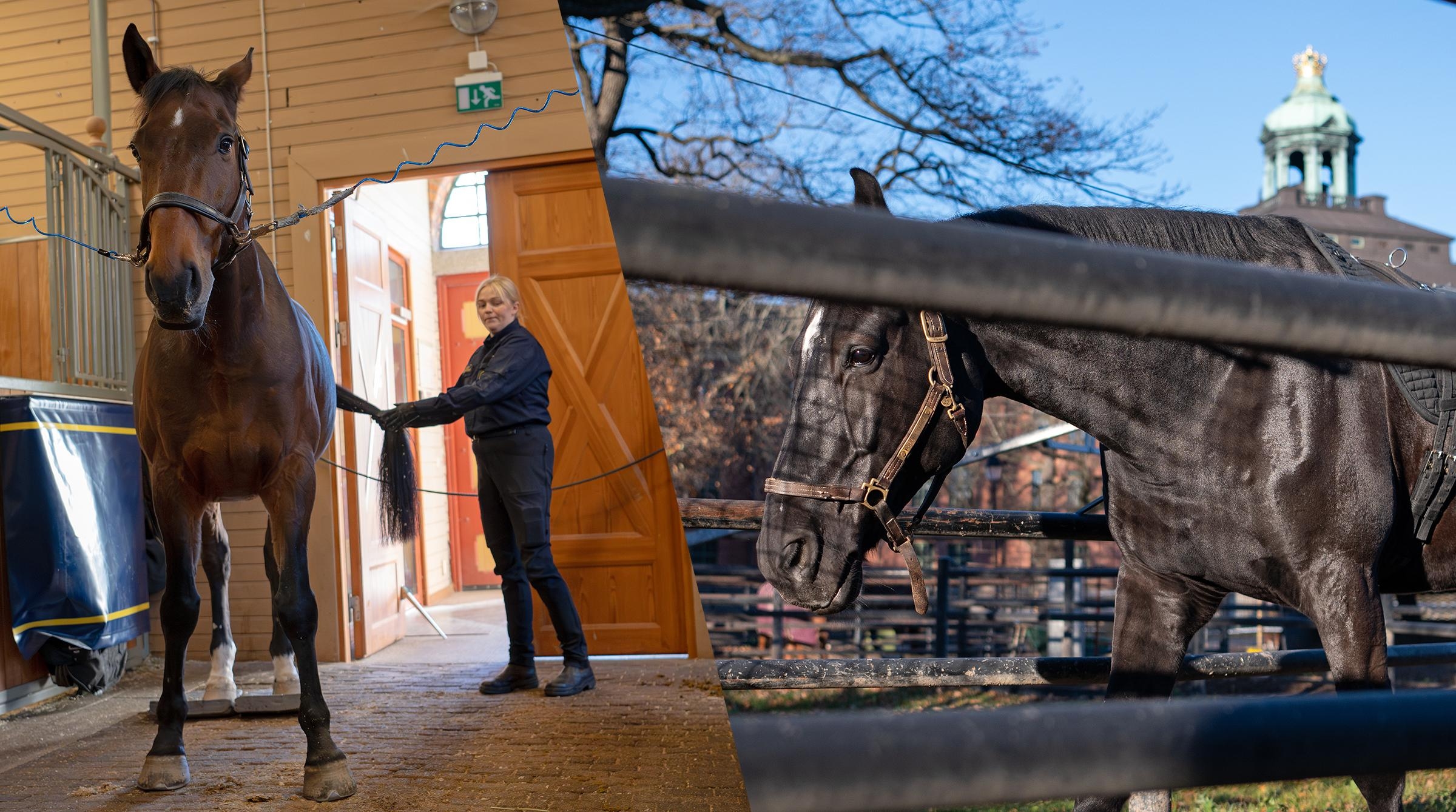 Så ser polishästens vardag ut: ”Hästarnas heliga stund”