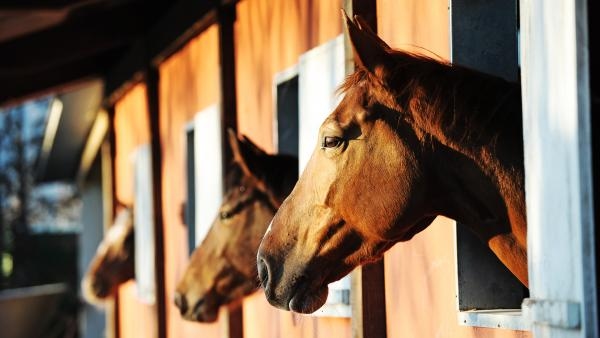 Foto: Genrebild/Adobe stock