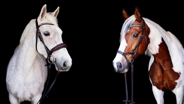 Rose och Akando är två av hästarna som gått bort (collage av två bilder). Foto: Anna Hollister