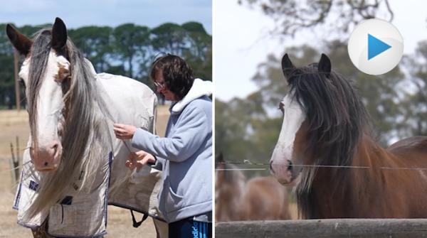 <p>På Kehsarra Clydesdale Horse Rescue räddas clydesdales från hela Australien. Samtidigt hjälper hästarna människor i behov av terapi att tillfriskna.</p>