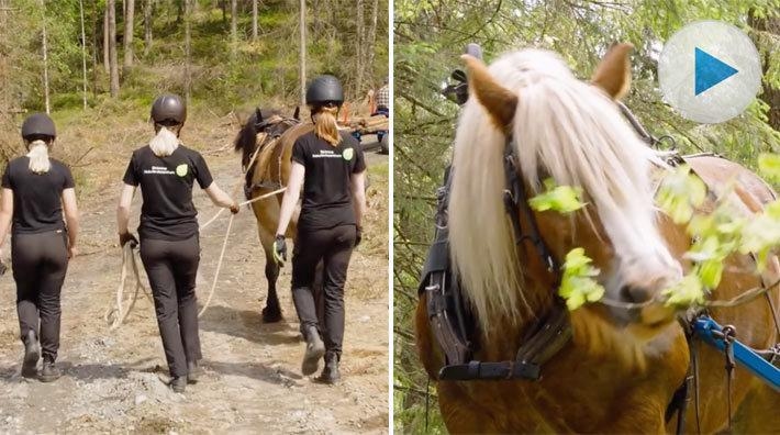 Eleverna på Strömma naturbrukscentrum berättar om hur det är att ha brukshästkörning på schemat och vad de förväntar sig av framtiden.