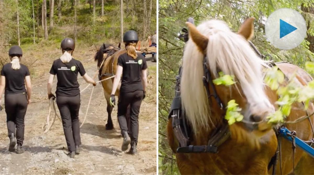 Eleverna på Strömma naturbrukscentrum berättar om hur det är att ha brukshästkörning på schemat och vad de förväntar sig av framtiden.