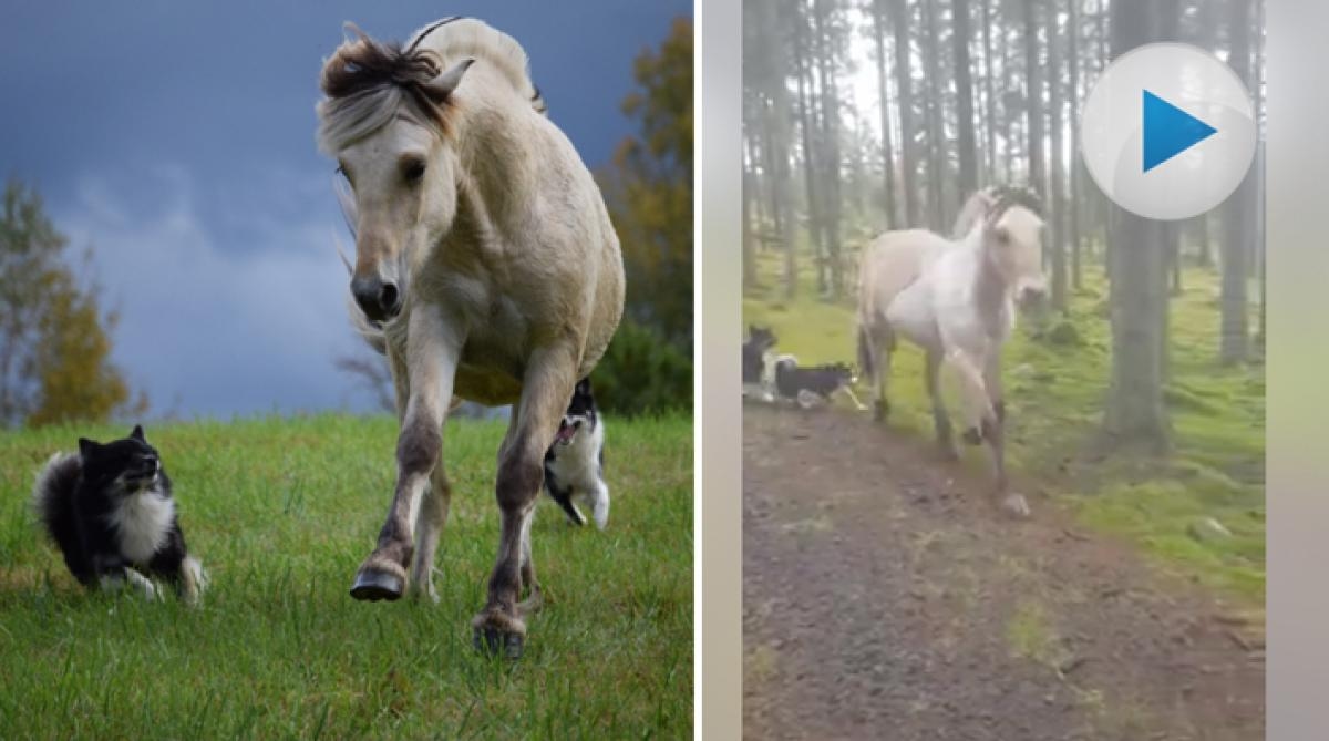 <p>Mina Möllers fjording Kjensrud Tullen går lös med matte på promenad – och kommer på inkallning. Missa inte det fina klippet.