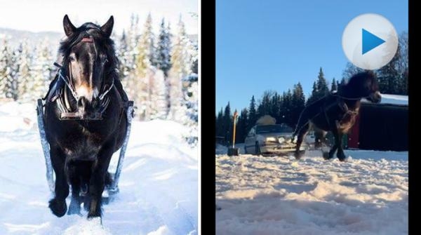 <p>Häromdagen körde Madelene Olsson fast med bilen i snön på stallplanen. Efter mycket skottande stod det klart att hon inte skulle få loss den själv.