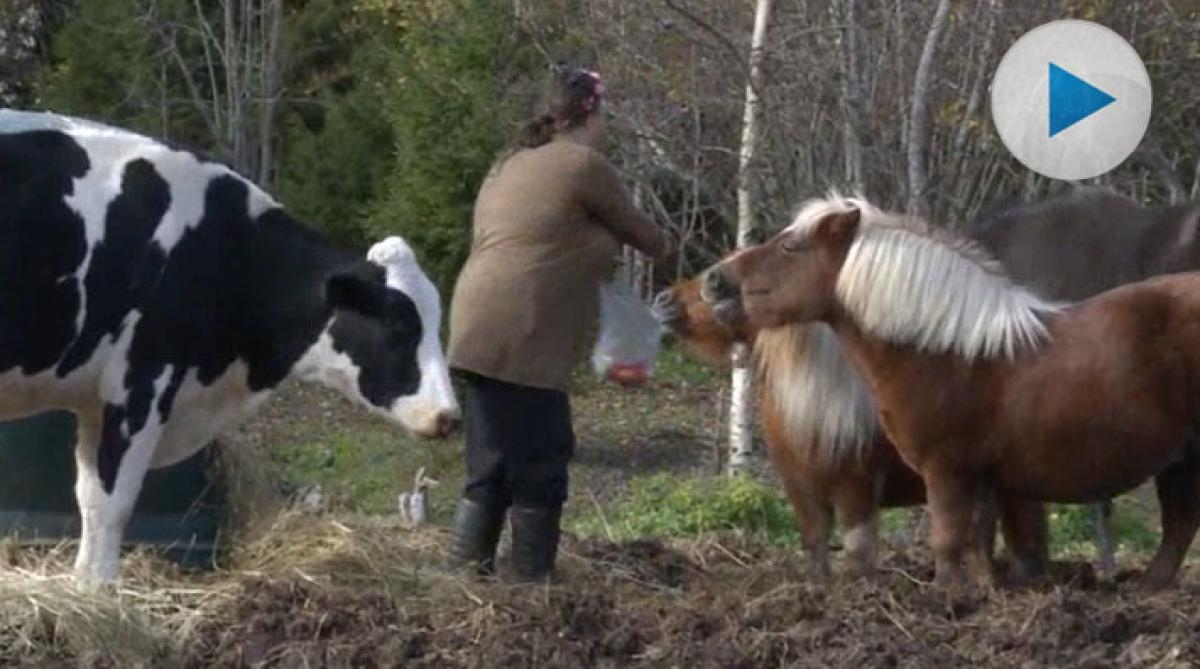 <p>Kon Hilda lever tillsammans med hästar i en flock hos sin ägare i Kallhögen. Men enligt djurskyddslagen behöver Hilda artfränder för att må bra.