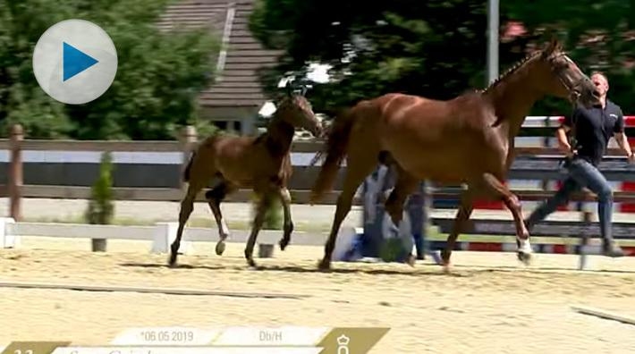 <p>2019 års elitfölauktion i Oldenburg hölls i helgen. Där var det särskilt ett föl som väckte allra störst uppmärksamhet. Se video på den lilla krabaten.