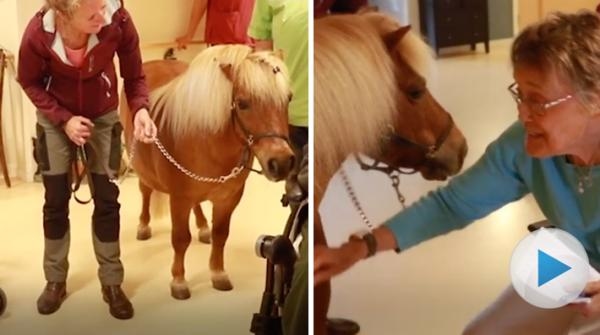 <p>Ann-Charlotte Israelsson och ponnyn Martin har varit på besök på ett äldreboende i Västerås. Där förgyllde den lilla ponnyn de äldres vardag.