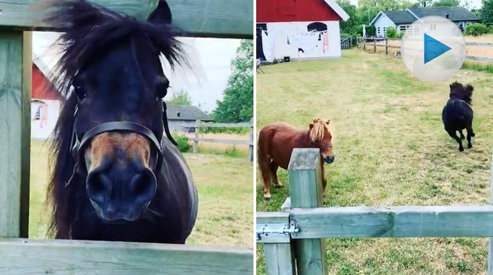 <p>Carl Hedin bjuder på ett sött klipp. Det är shettisarna Esther och Luna som njuter av tillvaron på sommarkollo, där de är barnvakt åt Carls syskonbarn.