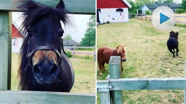 <p>Carl Hedin bjuder på ett sött klipp. Det är shettisarna Esther och Luna som njuter av tillvaron på sommarkollo, där de är barnvakt åt Carls syskonbarn.