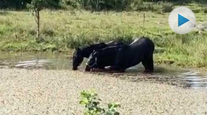 <p>Ett härligt, svalkande dopp slår aldrig fel. Två av Linda Algotssons hästar har en alldeles egen pool i hagen – och den är de inte sena med att ta ett bad i.