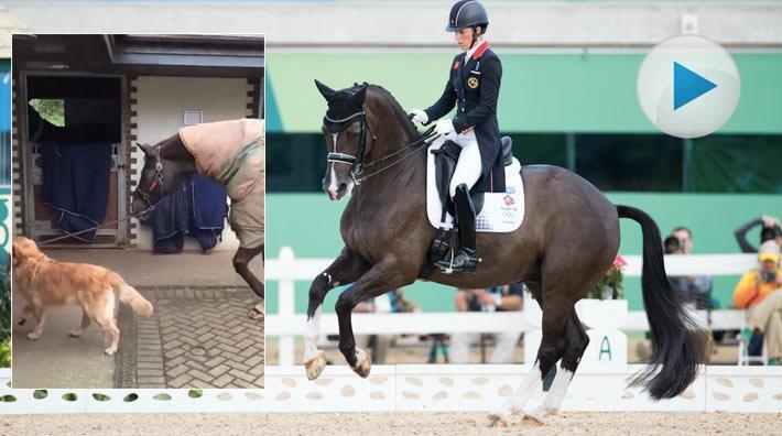 <p>Charlotte Dujardins retriever Jingles har fått ett nytt jobb. Han är skötare åt Valegro och håller stadigt i grimskaftet när han leder in honom i boxen.