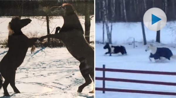 När man ser Britta Lindbloms hästar busa går det inte att göra annat än dra på smilbanden. För Hippson berättar ägaren mer om sina charmtroll. 