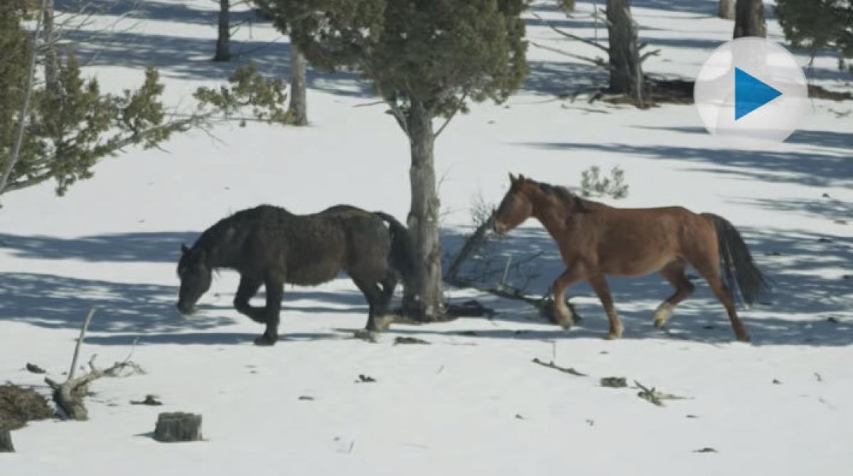 Skydog Sanctuary i USA jobbar för att vilda mustanger ska få leva så fritt det går. När Goliath och Red Lady tvingades isär jobbade man hårt för dem.