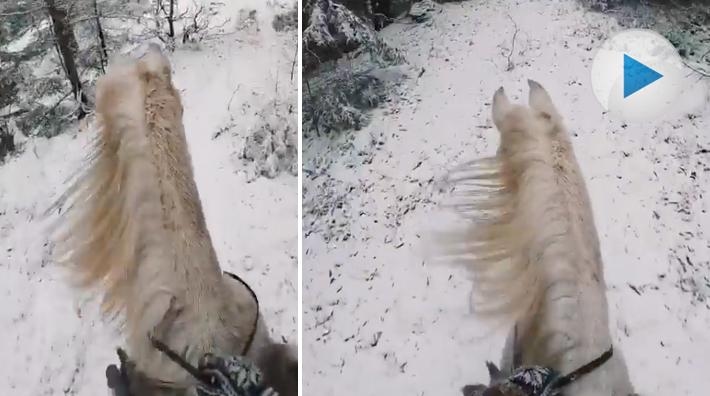 Norska Christina Øynes arbetar sina hästar utan huvudlag. I filmen rider hon ut i en vinterklädd skog, i full galopp – på stoet Jebha.