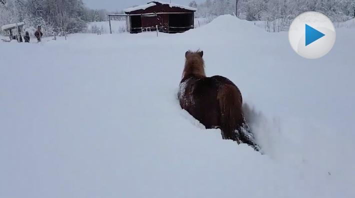 Shetlandsponnyn Kalaspinglan är en bestämd dam. När hon väl har bestämt sig kan inte ens meterhög snö stoppa henne från att ta sig till kompisarna.