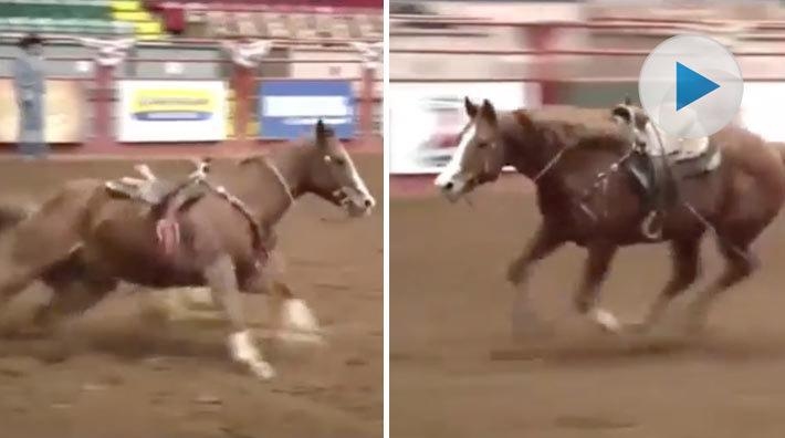 <p>Tävlingsformen Barrel racing går ut på att häst och ryttare ska rida runt tre tunnor i ett klövermönster. Men ryttaren verkar inte alltid behövas.