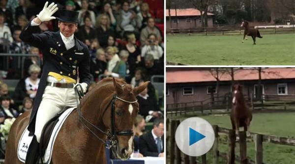 Patrik Kittels tidigare tävlingskamrat Scandic må ha pensionerat sig från tävlingsbanorna. Men han har minsann fortfarande spring i benen.