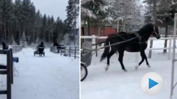 Ida Karlssons treåring är tänkt att bli hennes framtida dressyrhäst. Men när man har en proffstränare i trav på gården blir även ridhästen inkörd.