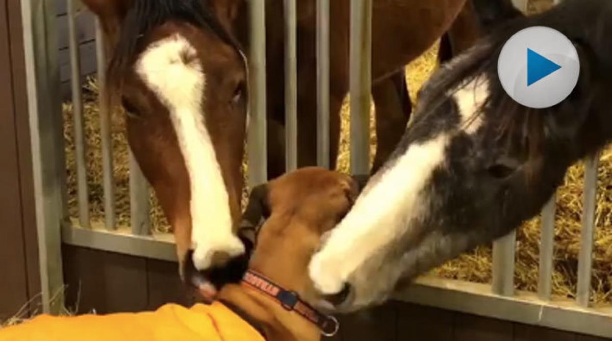 <p>Beezie och John Maddens hund verkar tro att han också är häst. I alla fall gillar han att vänslas med det amerikanska parets unghästar väldigt mycket.</p>