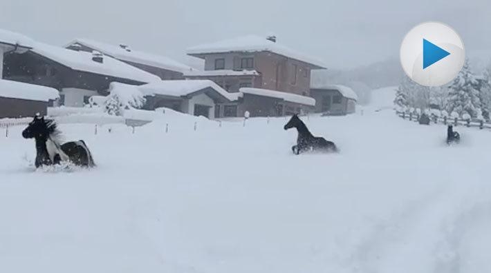 Att hästar gillar snö är ingen nyhet, men att se dem busa runt i den här mängden hör inte till vanligheterna. De har riktigt roligt!