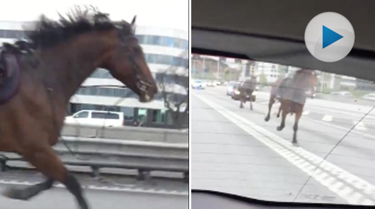 Här springer hästarna lösa på motorvägen – mitt i Stockholm