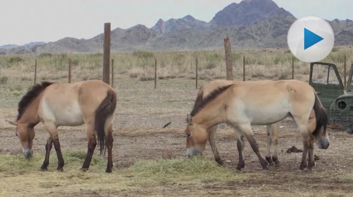 Przewalskihästar släppta på stäppen i Mongoliet