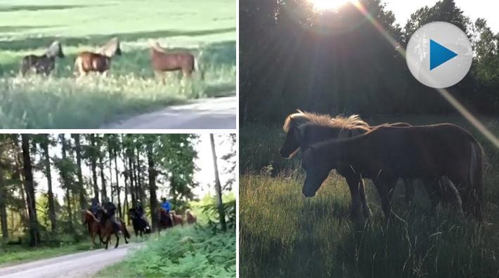 Här fångas de tre unghingstarna in: ”Väldigt glada miner i dag”