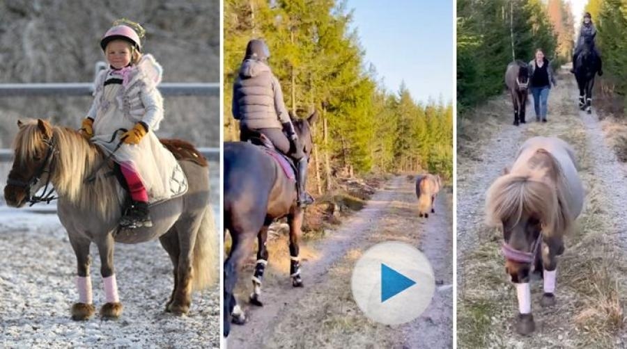 Den lilla ponnyn Zimba är en riktig läromästare. Hon hoppar, tolkar med pulka, går lös på gården och följer med de andra hästarna på tur i skogen.