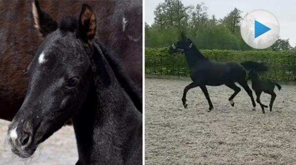 Gustafs överraskningsföl har fått ett namn: ”Både mor och dotter mår prima”