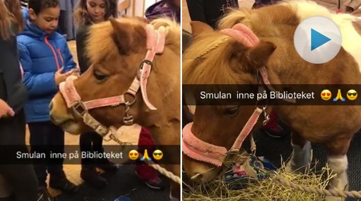 Shettisen Smulan besökte biblioteket: ”Barnen blev överförtjusta!”