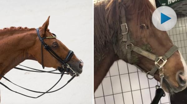 Scandics lerinpackning de luxe håller husse sysselsatt