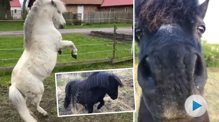 Shettisarna Humle och Alvin – fenor på frihetsdressyr: ”All träning ska ske på hästarnas villkor”