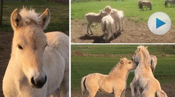 Grönkullas fjordföl myser tillsammans i hagen – hälsa på Castor, Pollux och Gemini