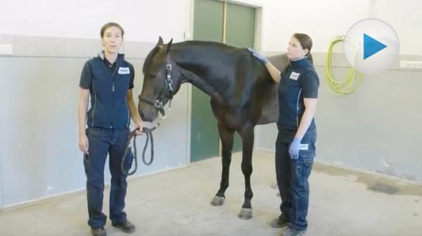 Hur man säkert hanterar häst i samband med veterinärvård