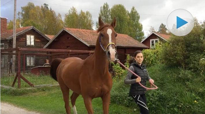 Håll koll på hästens rörelser