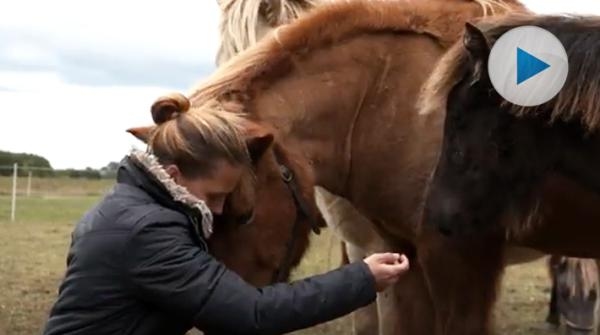 SVT granskar priserna i djursjukvården – se trailer här