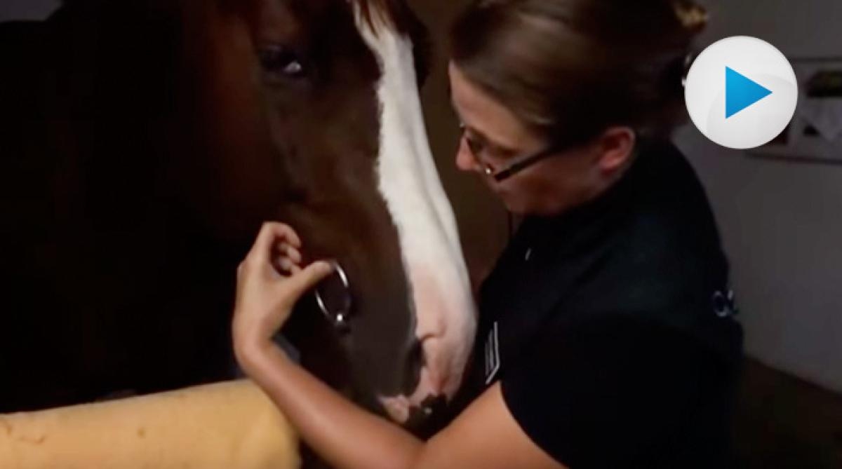 Veterinär Nina Lundgren om rätt bettstorlek