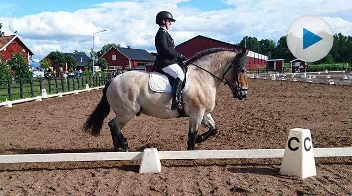 Ardennern Torsten har gjort debuten i medelsvår dressyr