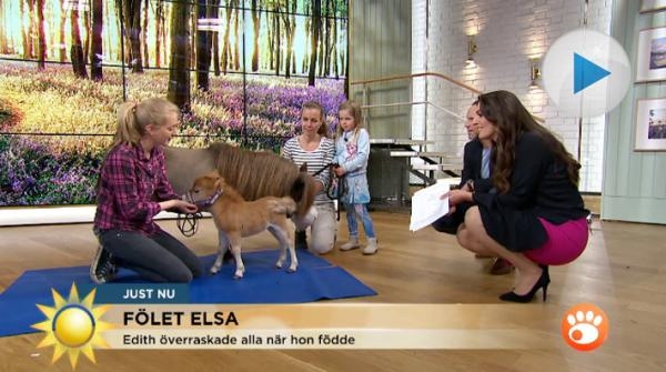 Sötchock när minifölet Elsa och hennes mamma Edith besöker Nyhetsmorgon