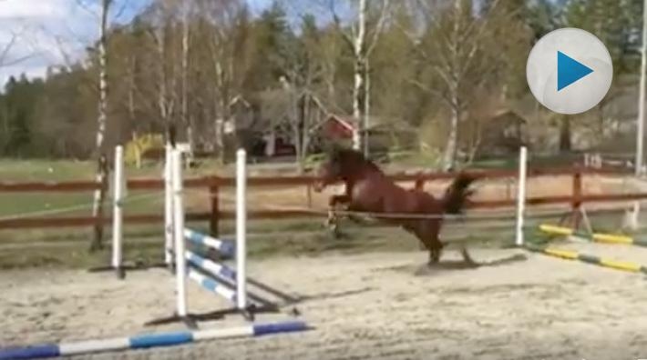 Ponnyhingsten Man-Boy går på studs i löshoppningsserien