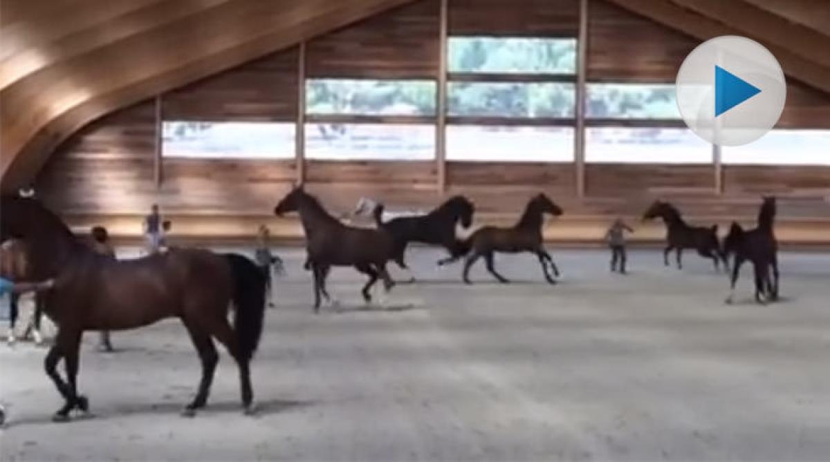 Hingst kom lös på veterinärbesiktningen