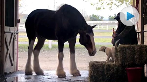 Nu är den här – se Budweisers hjärtkramande fortsättning på hästfilmen ”Puppy Love”